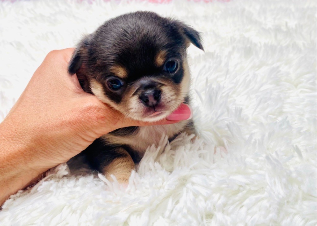 Of Aphrodite Childs - Chiot disponible  - Chihuahua