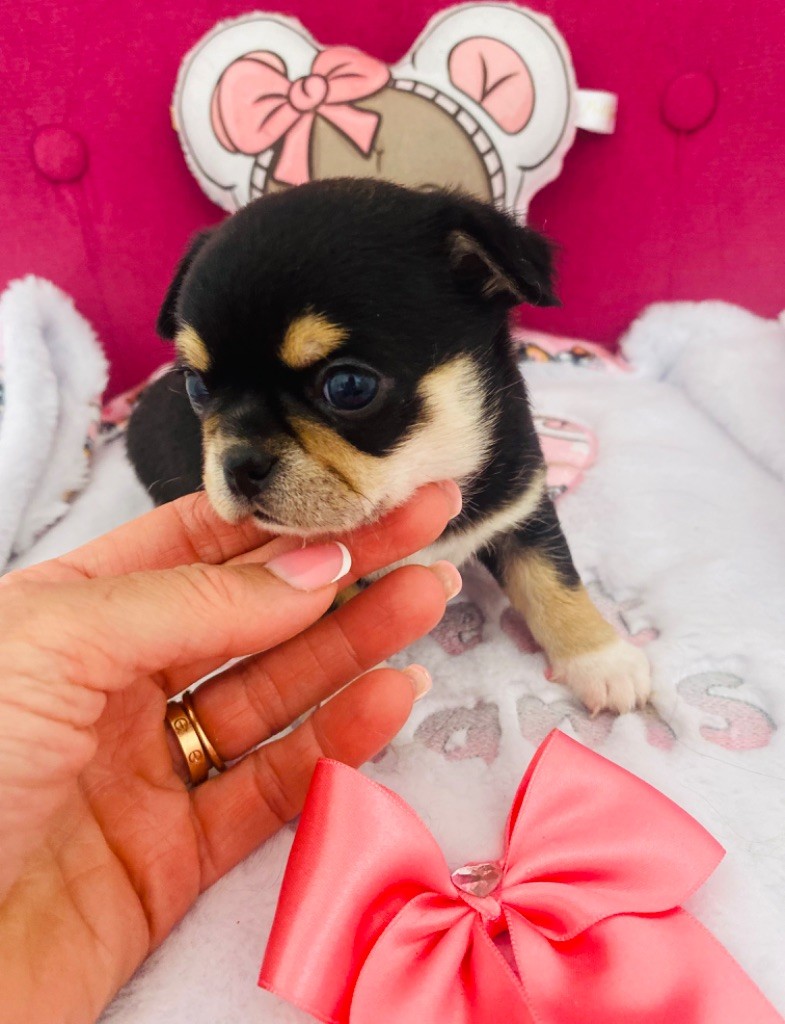 Of Aphrodite Childs - Chiot disponible  - Chihuahua