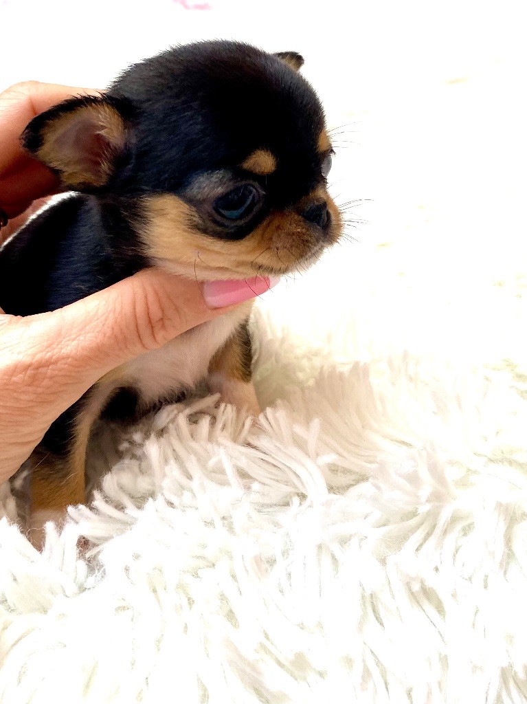 Of Aphrodite Childs - Chiot disponible  - Chihuahua