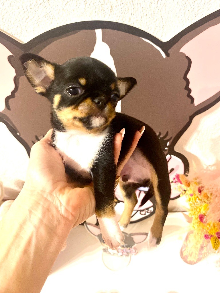 Of Aphrodite Childs - Chiot disponible  - Chihuahua