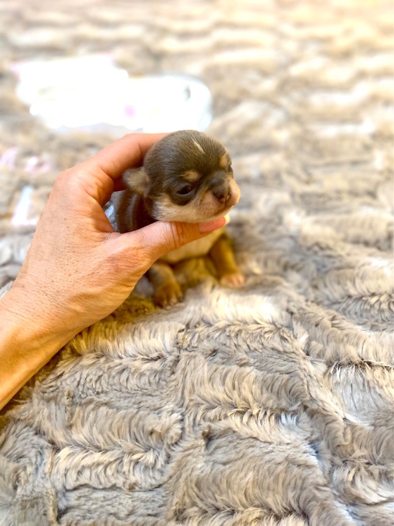 Of Aphrodite Childs - Chiot disponible  - Chihuahua