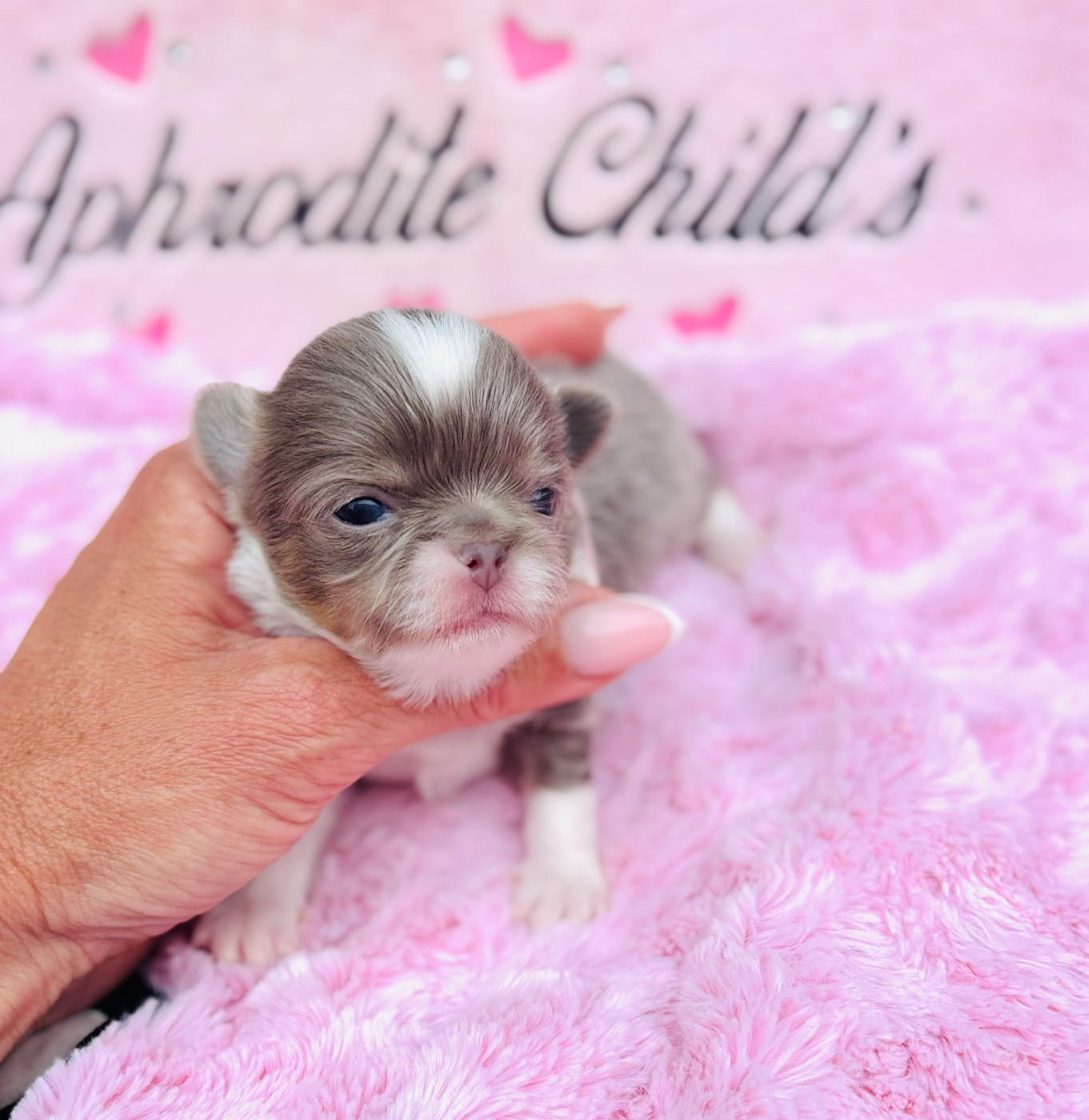 Of Aphrodite Childs