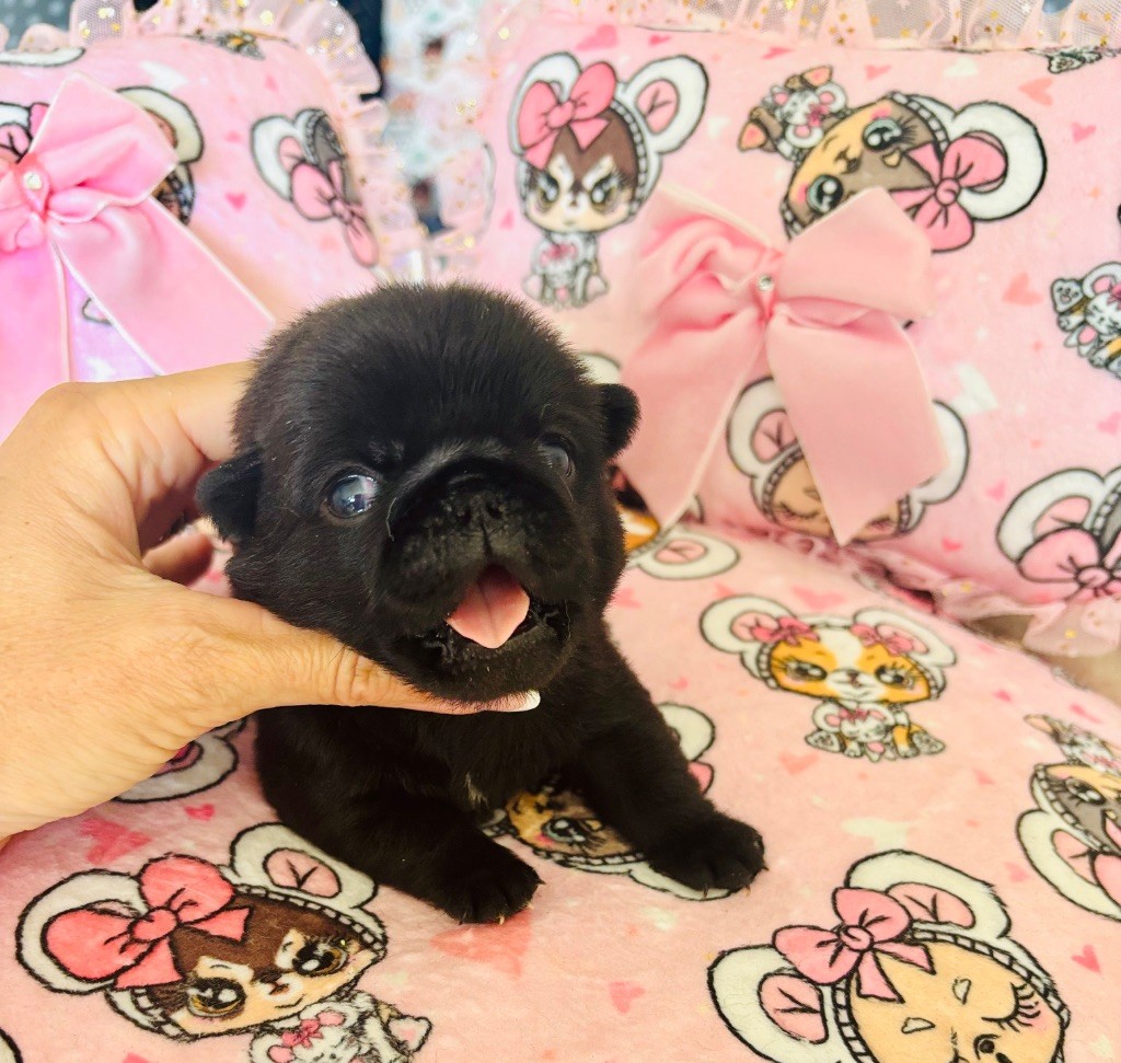 Of Aphrodite Childs - Chiots disponibles - Carlin