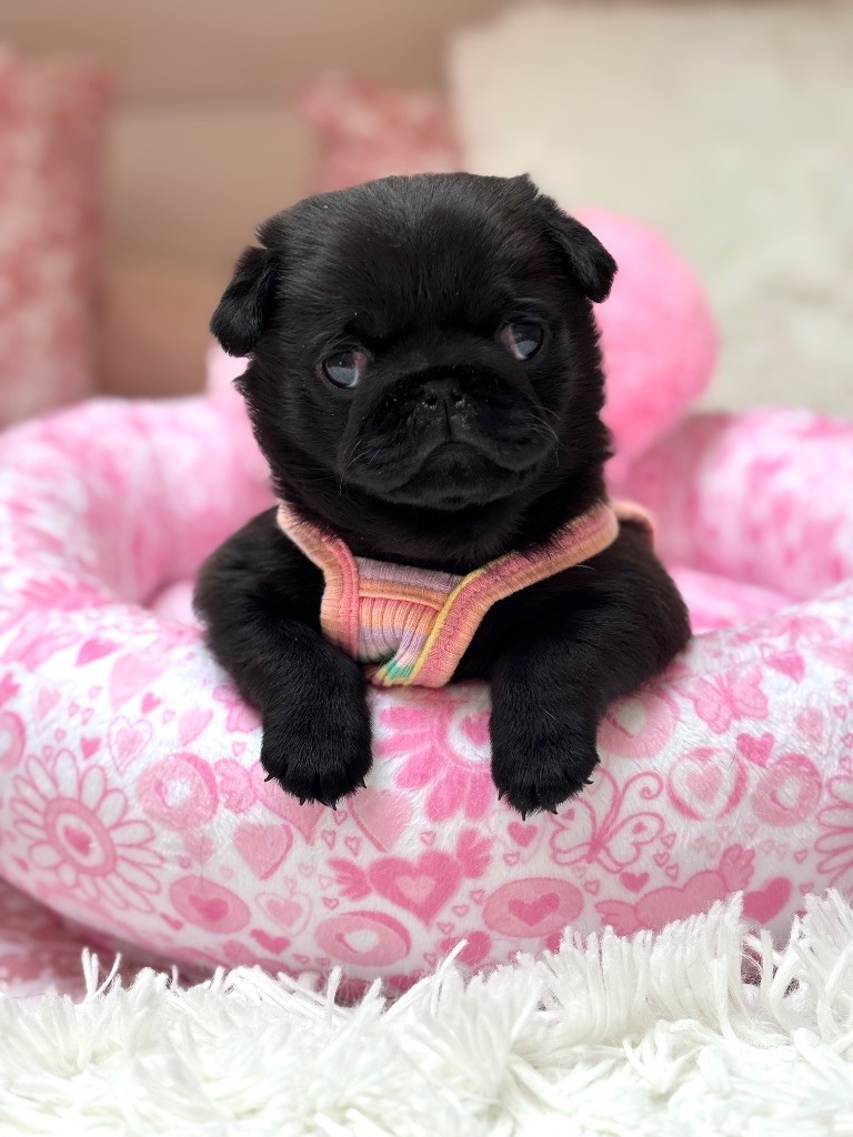 Of Aphrodite Childs - Chiots disponibles - Carlin