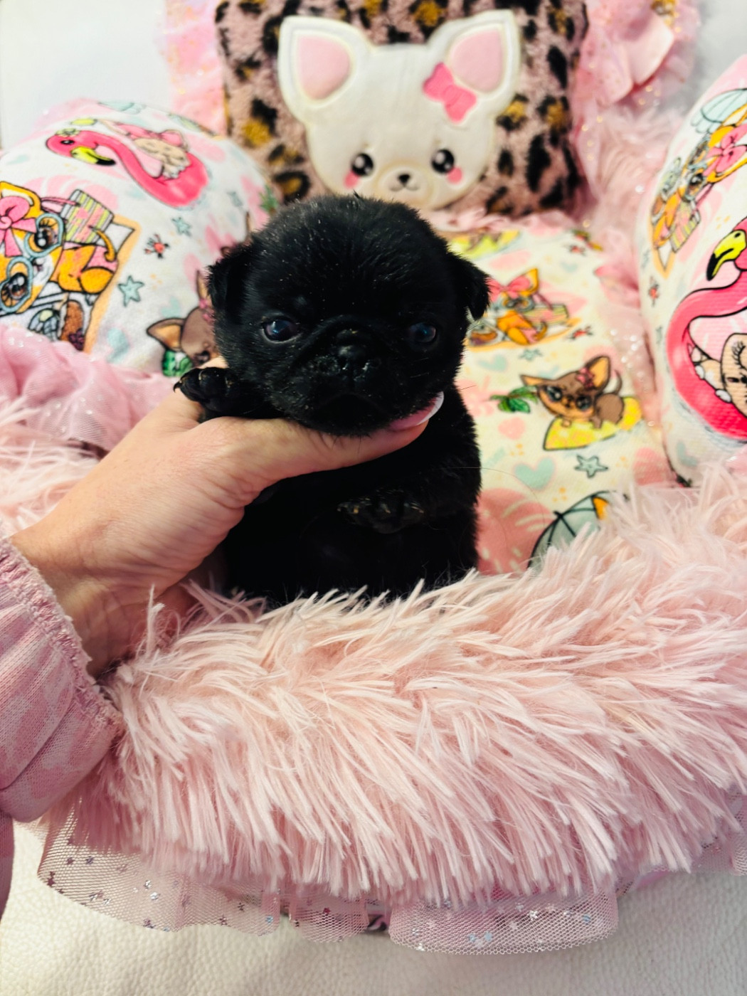 Of Aphrodite Childs - Carlin - Portée née le 23/12/2025