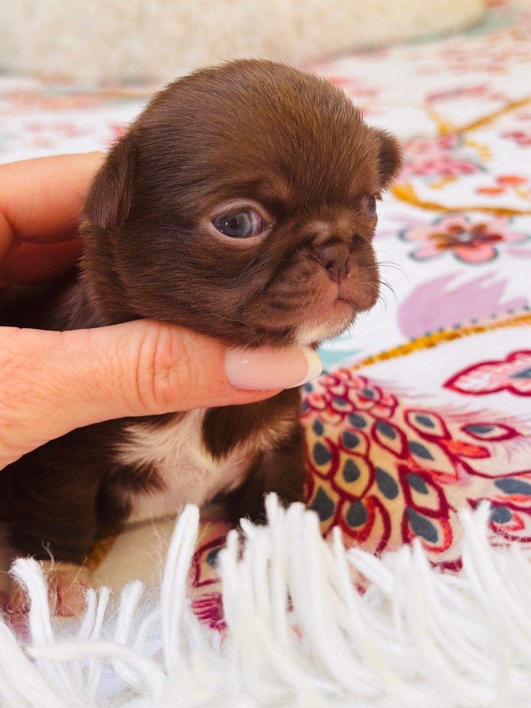 Of Aphrodite Childs - Chiots disponibles - Chihuahua