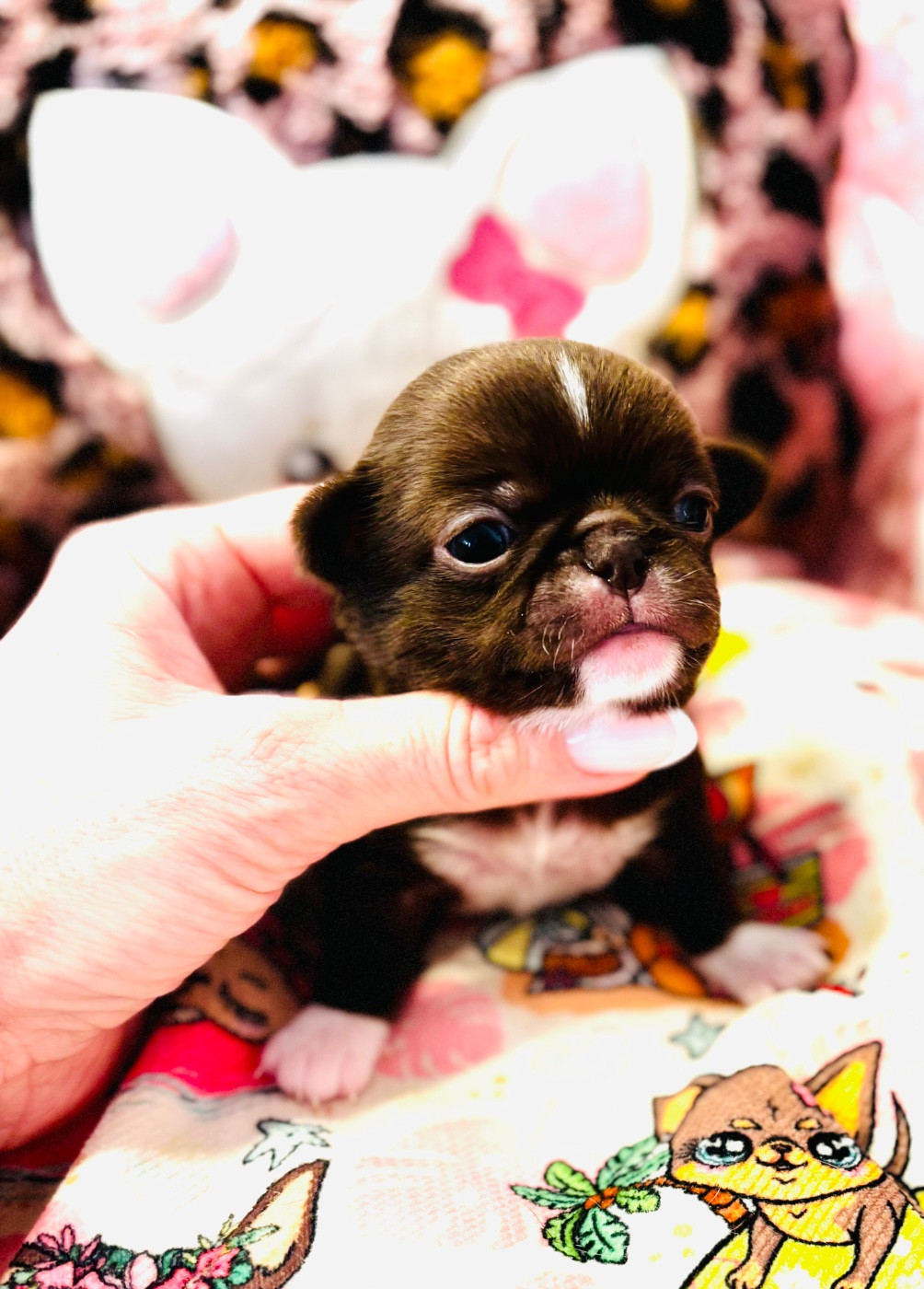 Of Aphrodite Childs - Chiots disponibles - Chihuahua