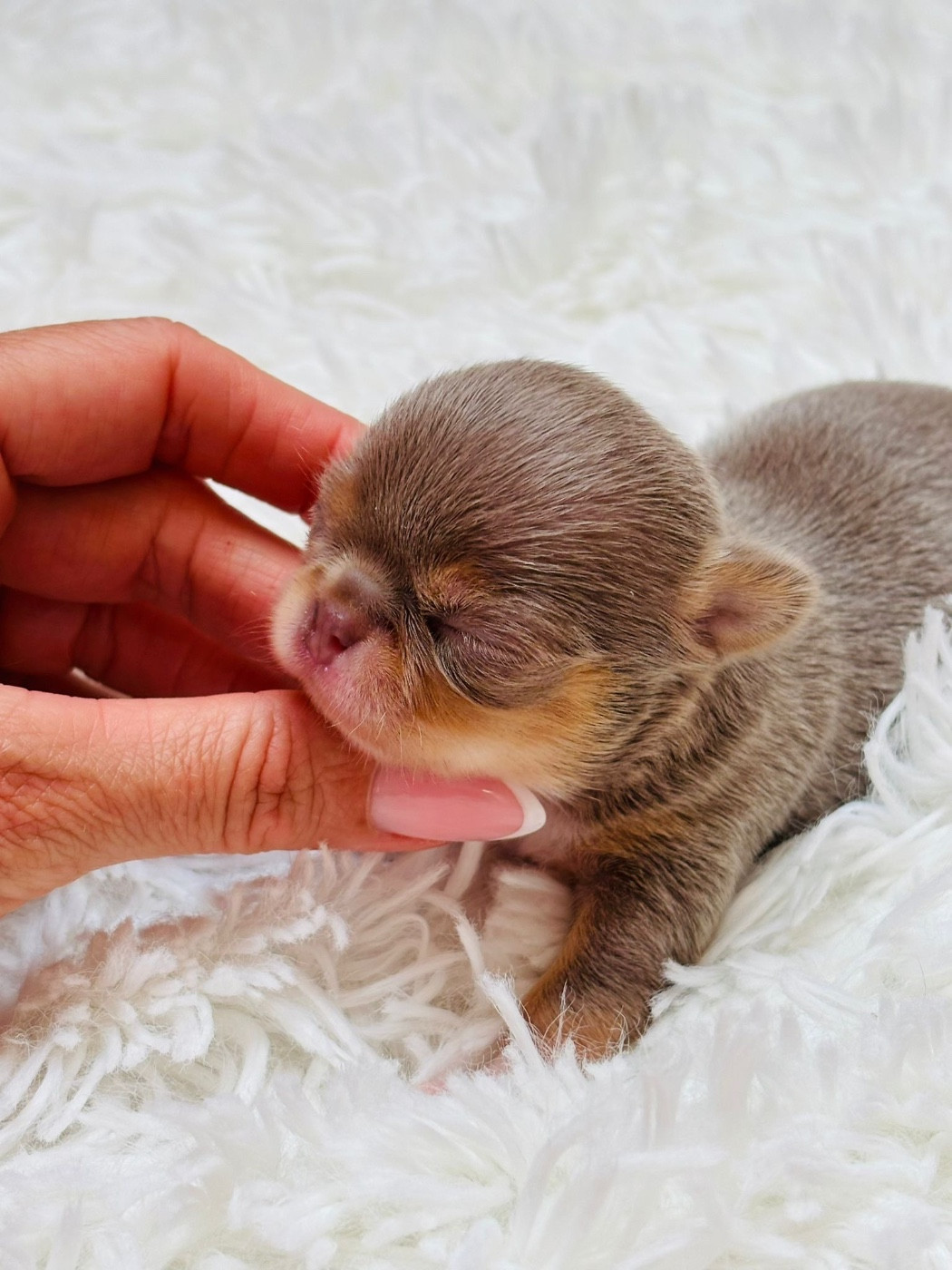 Of Aphrodite Childs - Chihuahua - Portée née le 07/01/2026