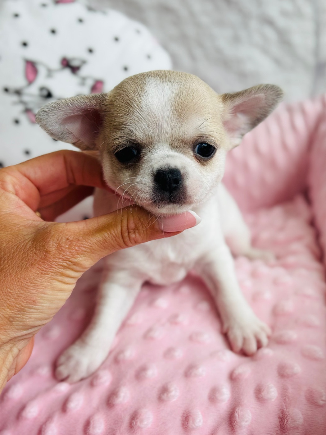 Of Aphrodite Childs - Chiots disponibles - Chihuahua