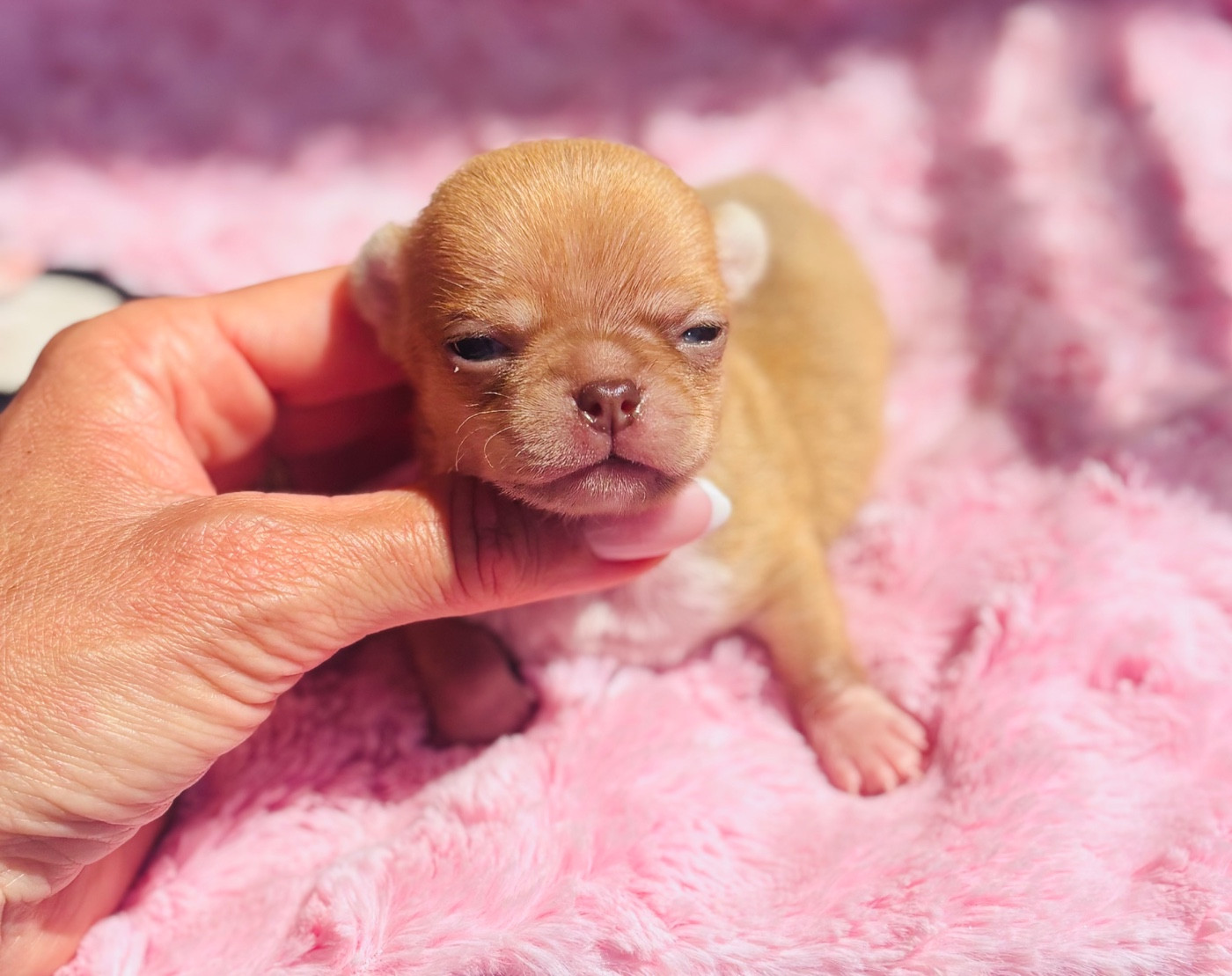 Of Aphrodite Childs - Chiots disponibles - Chihuahua