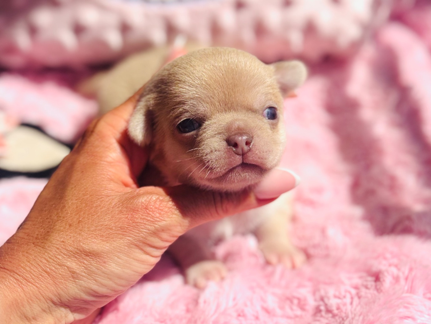 Of Aphrodite Childs - Chiots disponibles - Chihuahua