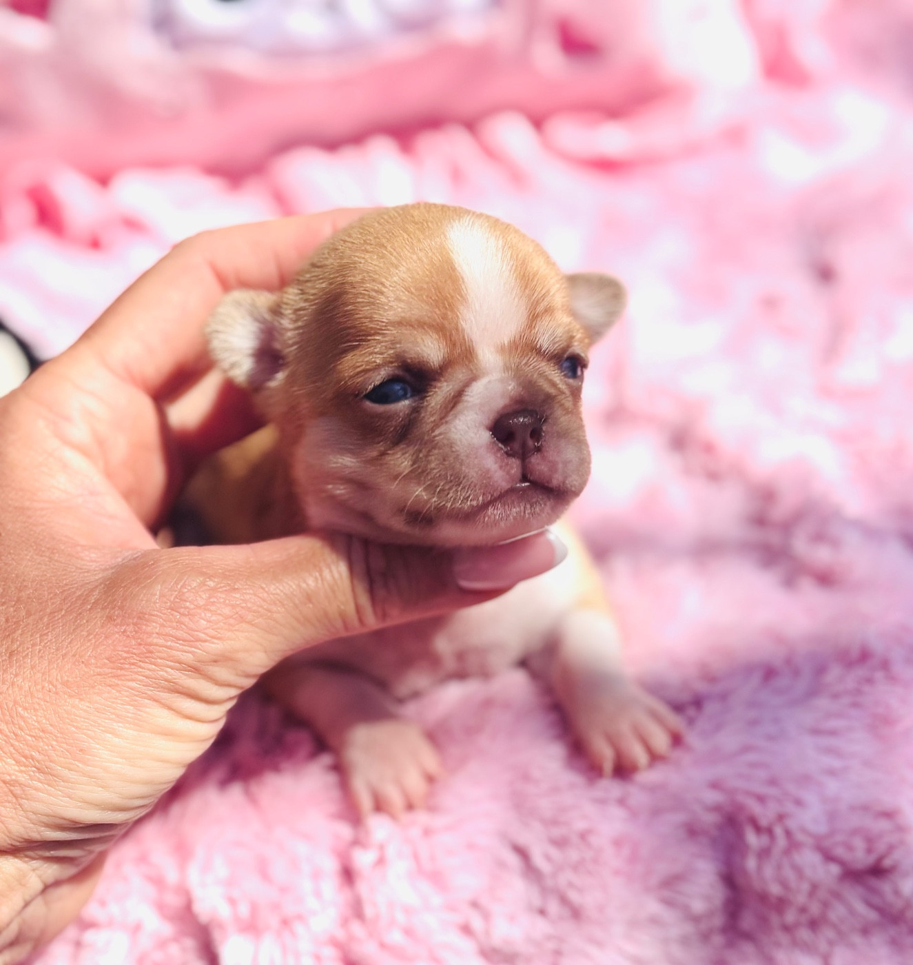 Of Aphrodite Childs - Chiots disponibles - Chihuahua