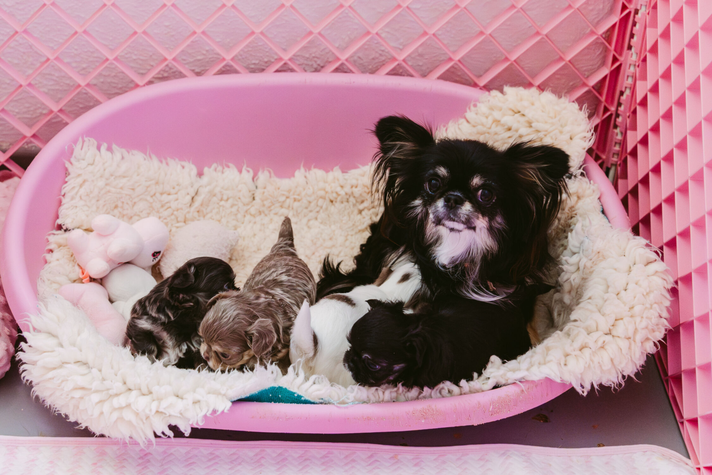 Chiot Chihuahua Of Aphrodite Childs