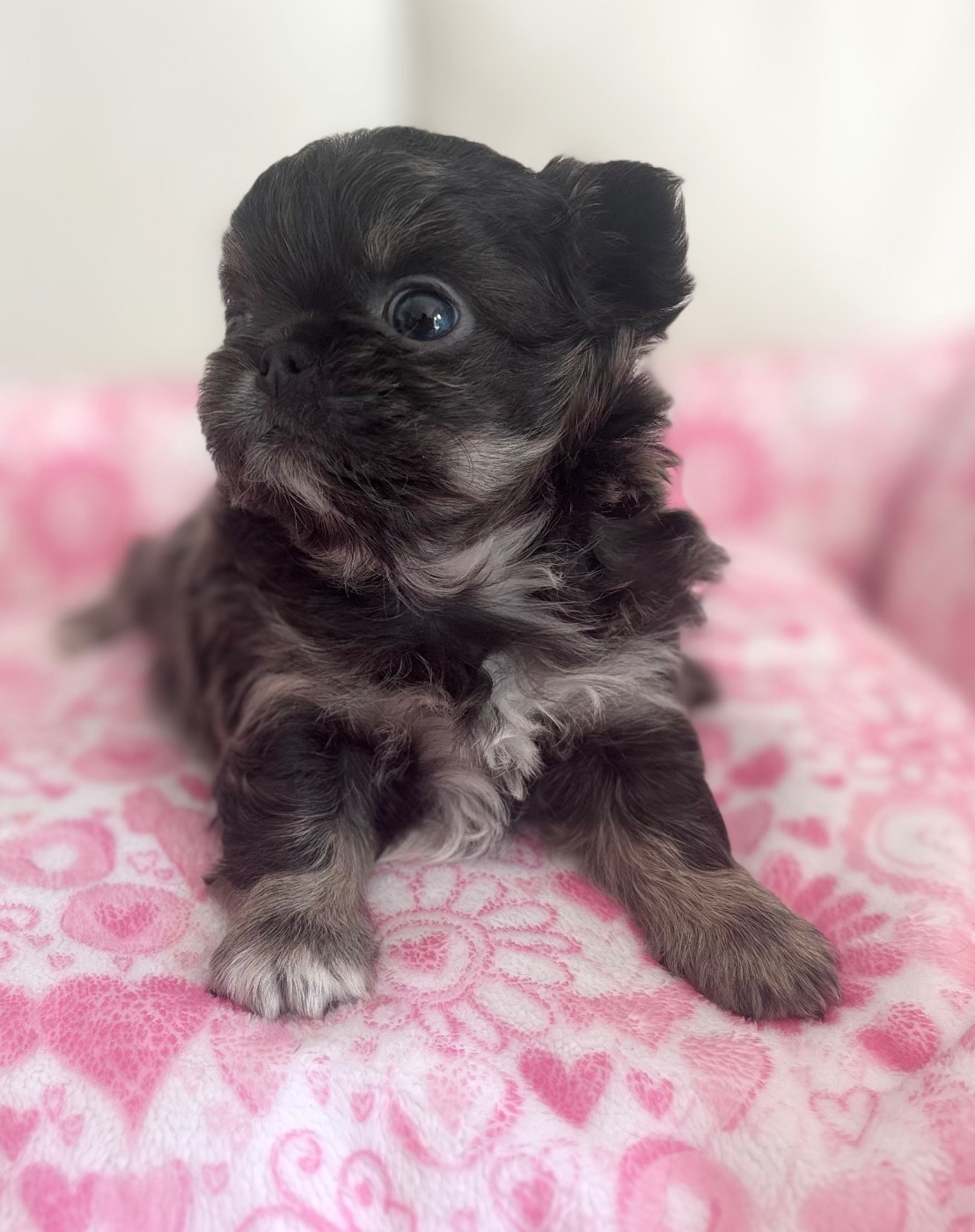 Of Aphrodite Childs - Chiots disponibles - Chihuahua