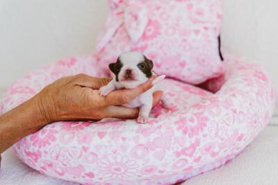 Of Aphrodite Childs - Chiots disponibles - Chihuahua