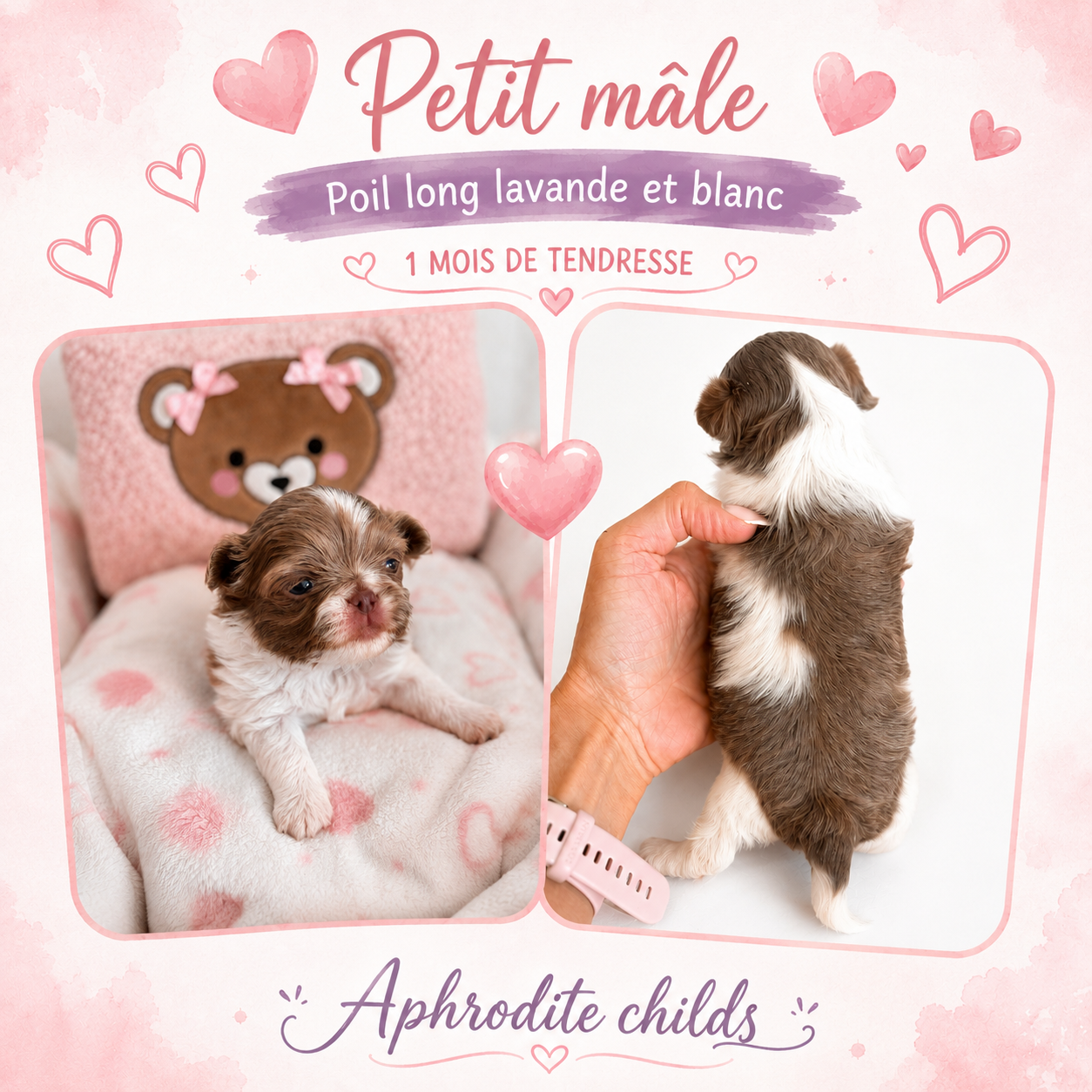 Of Aphrodite Childs - Chiots disponibles - Chihuahua