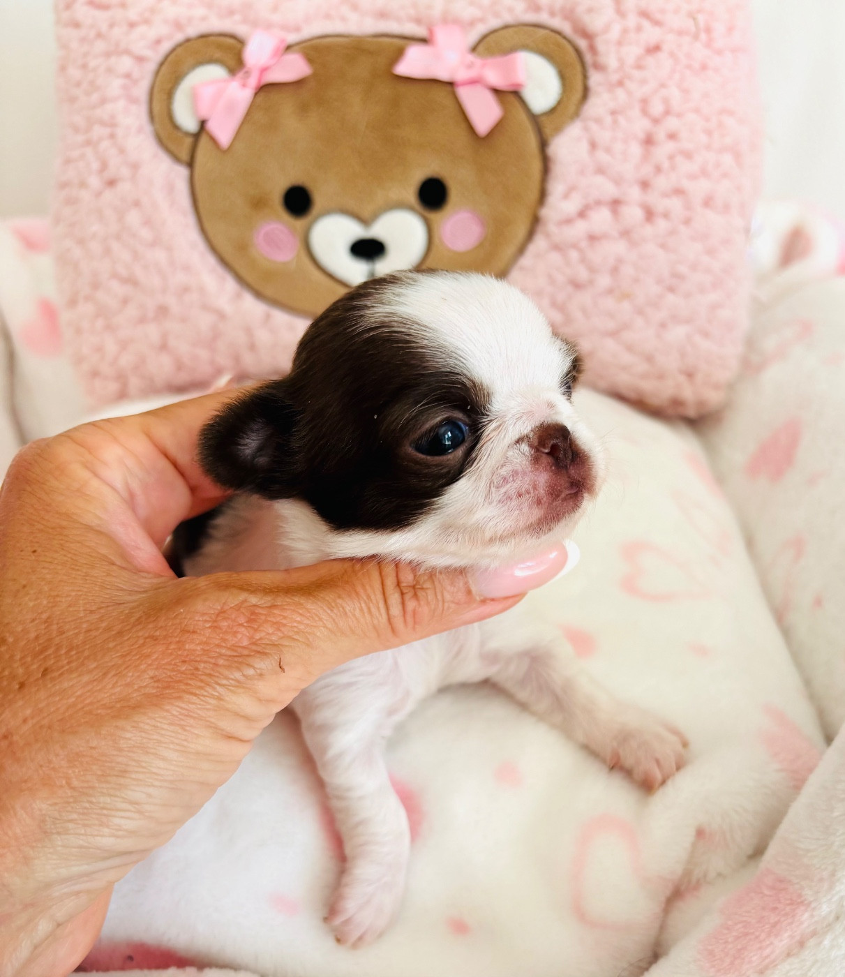Of Aphrodite Childs - Chiots disponibles - Chihuahua