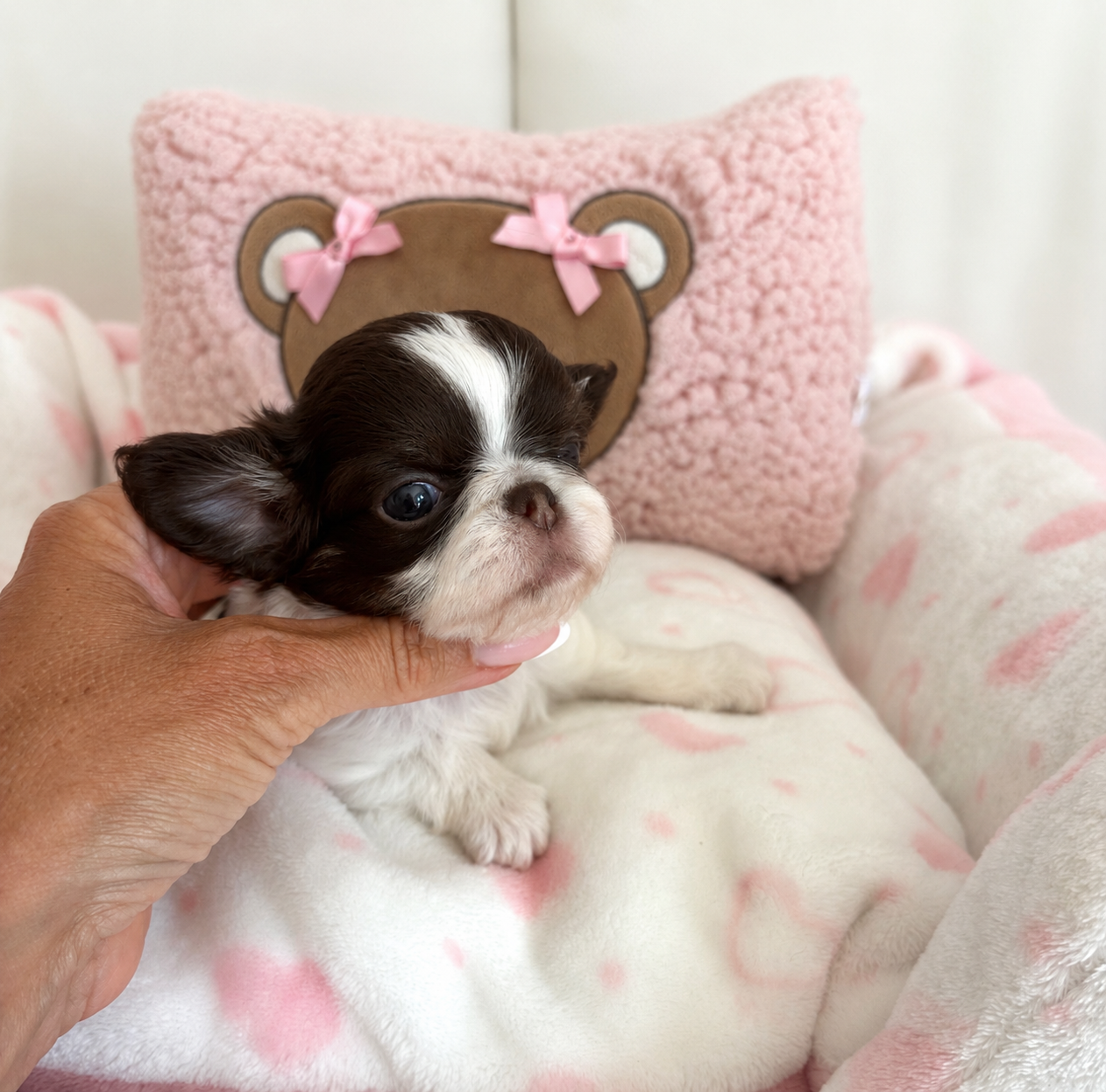 Of Aphrodite Childs - Chiots disponibles - Chihuahua