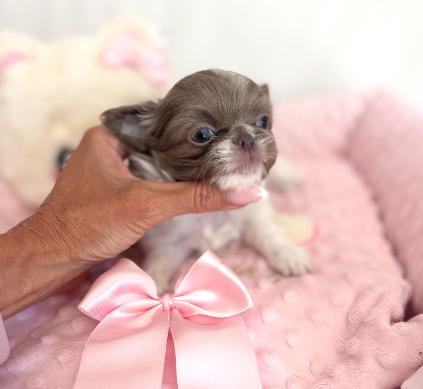 Of Aphrodite Childs - Chiots disponibles - Chihuahua
