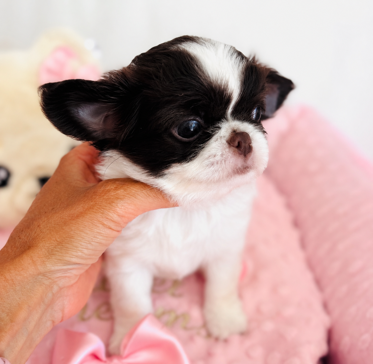Of Aphrodite Childs - Chiots disponibles - Chihuahua