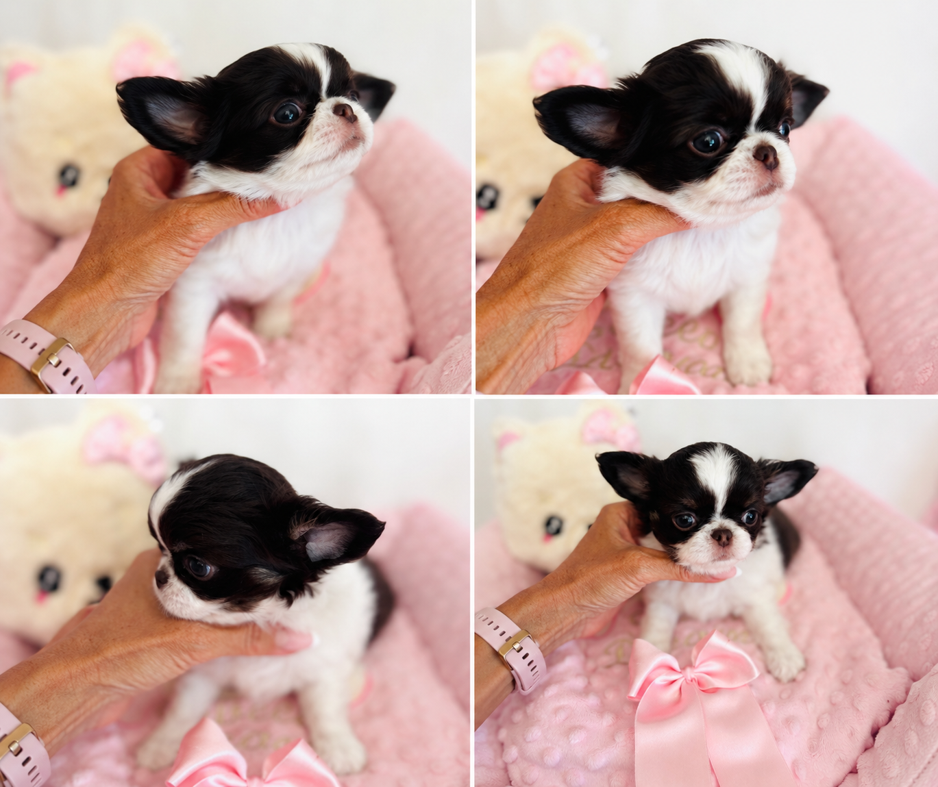 Of Aphrodite Childs - Chiots disponibles - Chihuahua