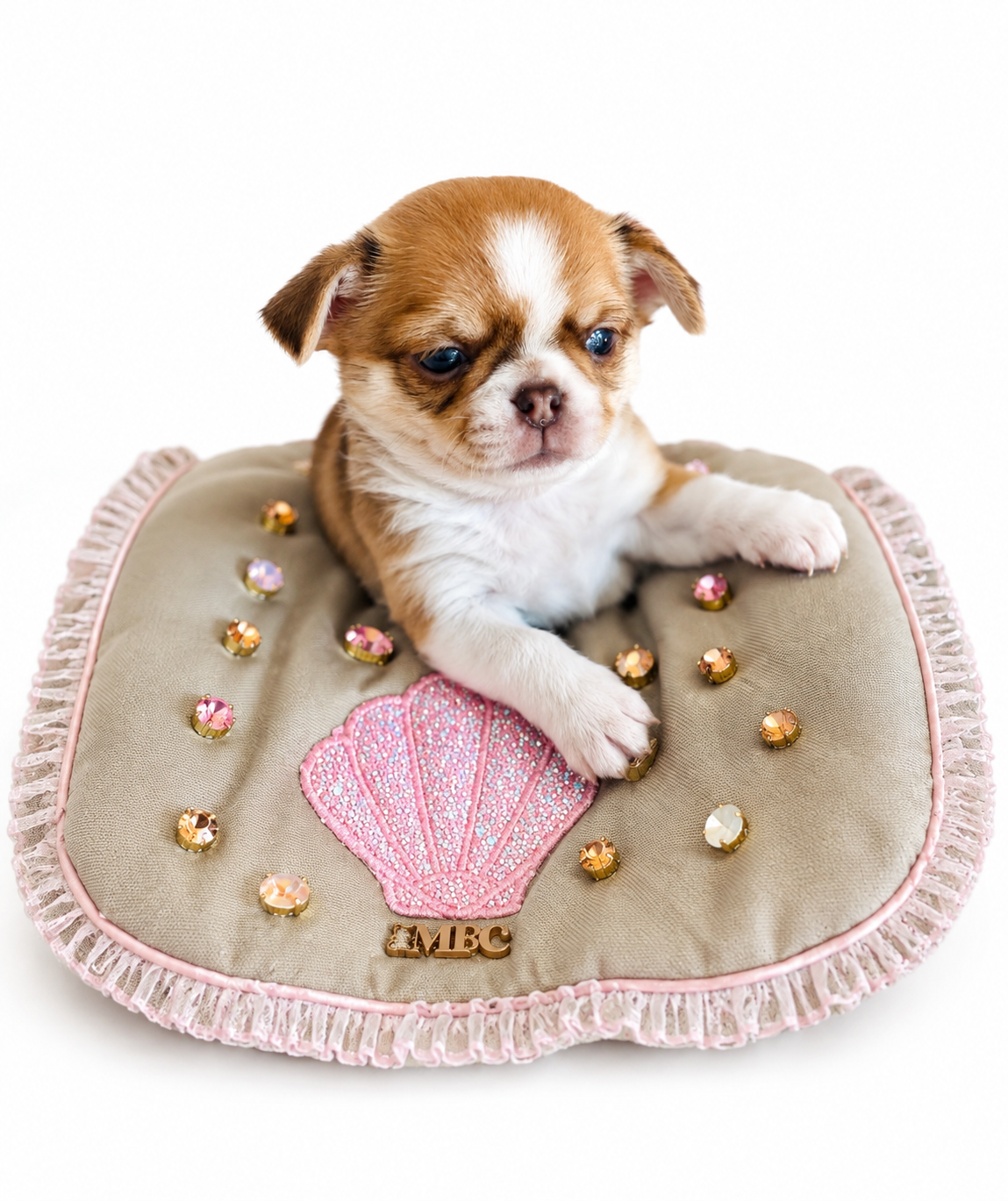Of Aphrodite Childs - Chiots disponibles - Chihuahua