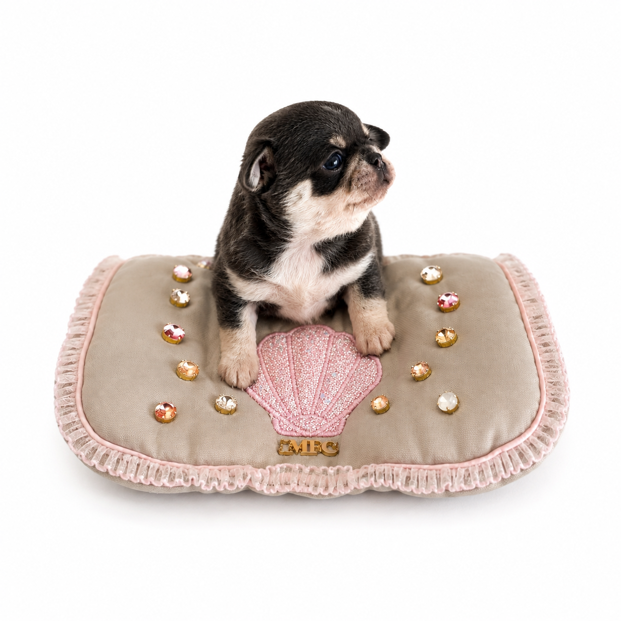 Of Aphrodite Childs - Chiots disponibles - Chihuahua