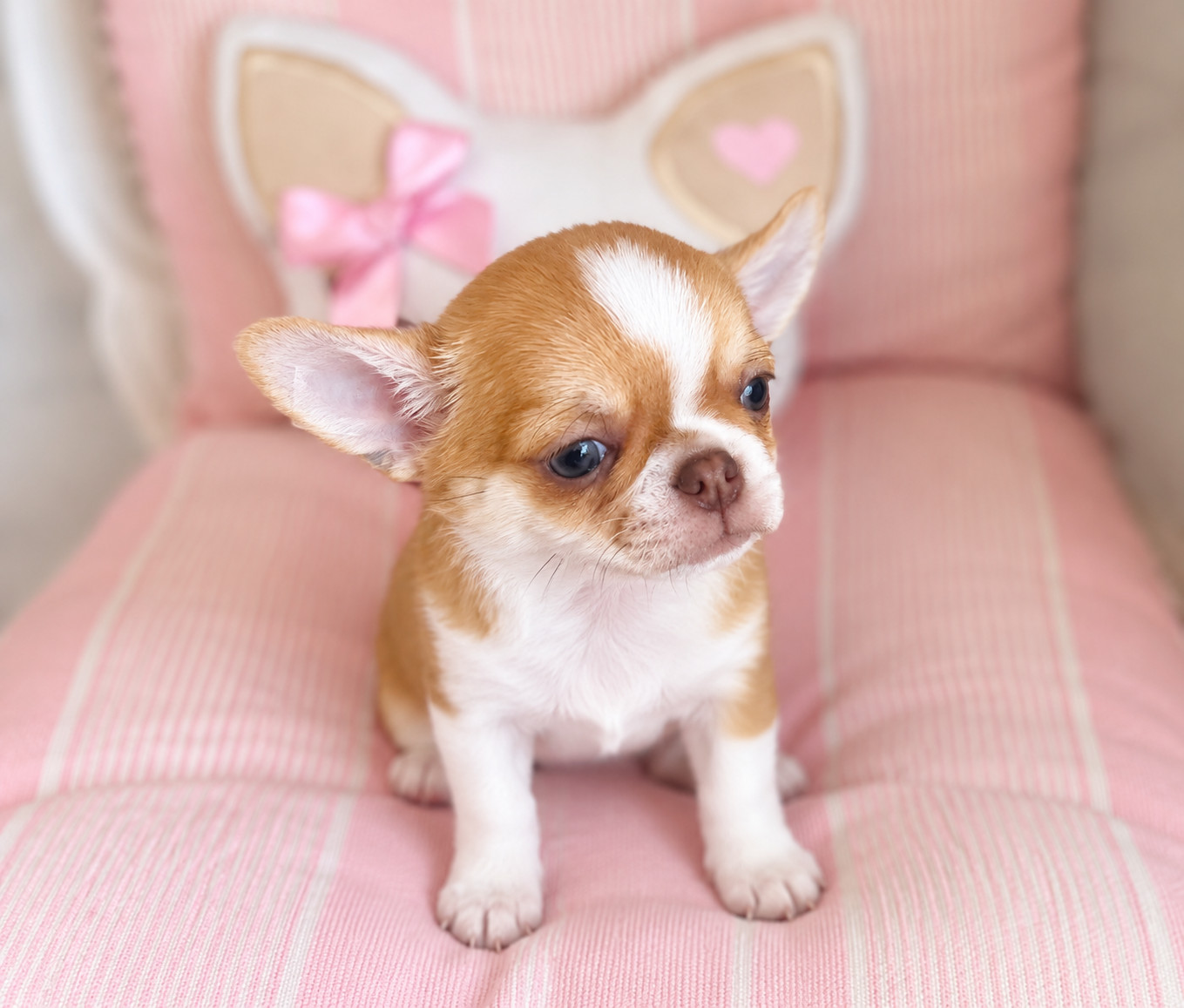 Of Aphrodite Childs - Chiots disponibles - Chihuahua