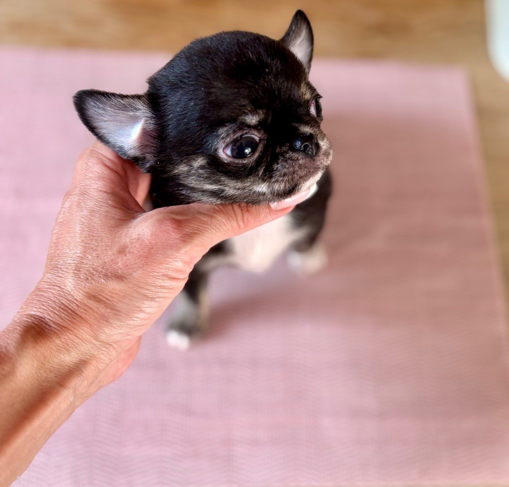 Of Aphrodite Childs - Chiots disponibles - Chihuahua
