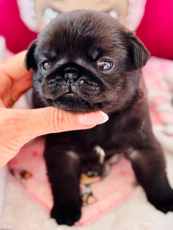 Of Aphrodite Childs - Chiots disponibles - Carlin
