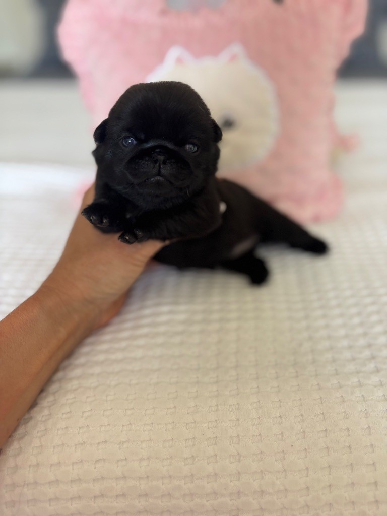 Of Aphrodite Childs - Chiots disponibles - Carlin