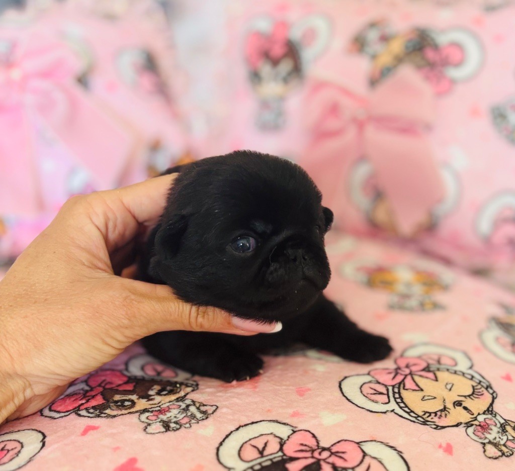 Of Aphrodite Childs - Chiots disponibles - Carlin