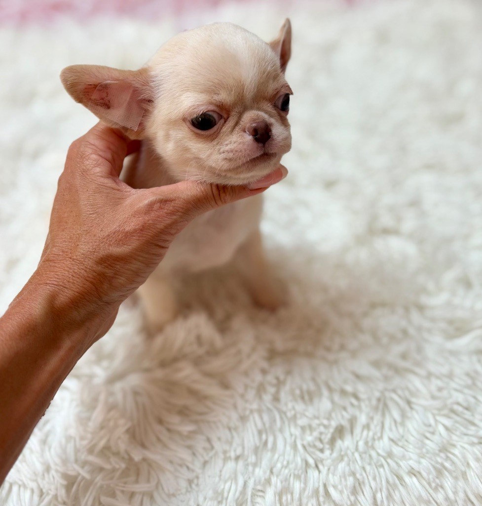 Of Aphrodite Childs - Chiots disponibles - Chihuahua