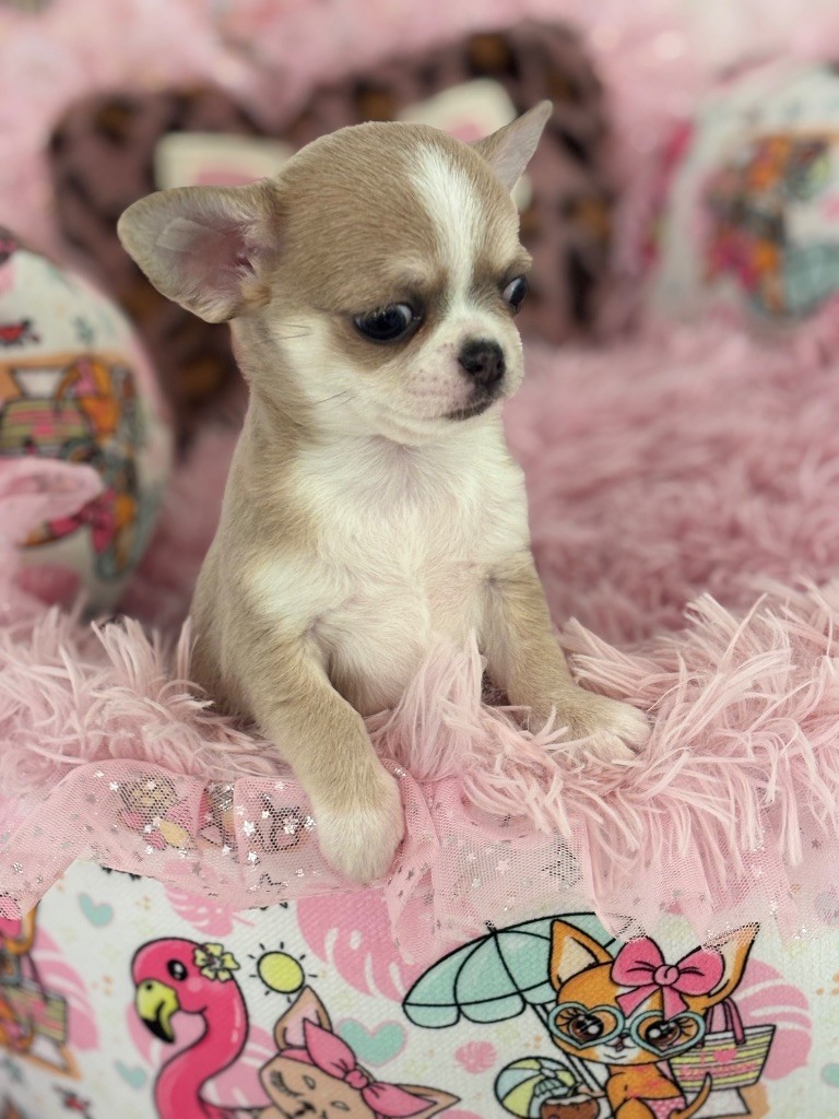 Of Aphrodite Childs - Chiots disponibles - Chihuahua