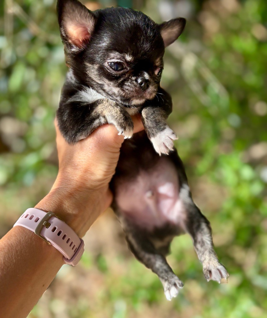 Of Aphrodite Childs - Chiots disponibles - Chihuahua
