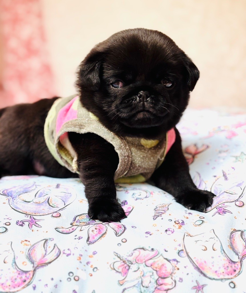 Of Aphrodite Childs - Chiots disponibles - Carlin