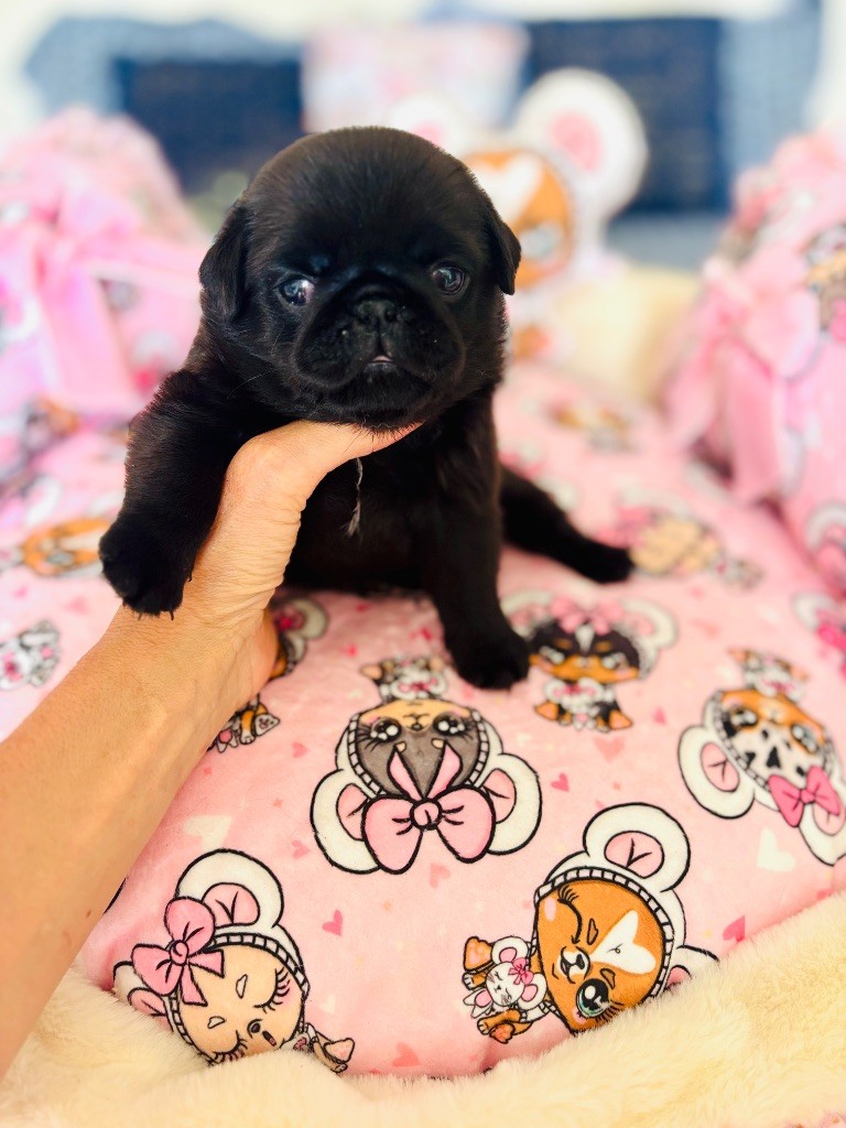 Of Aphrodite Childs - Chiots disponibles - Carlin