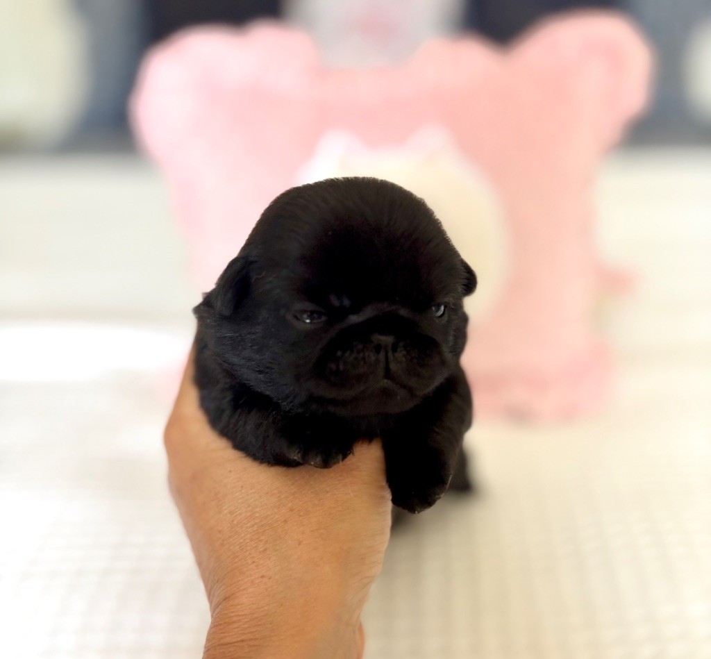 Of Aphrodite Childs - Chiots disponibles - Carlin