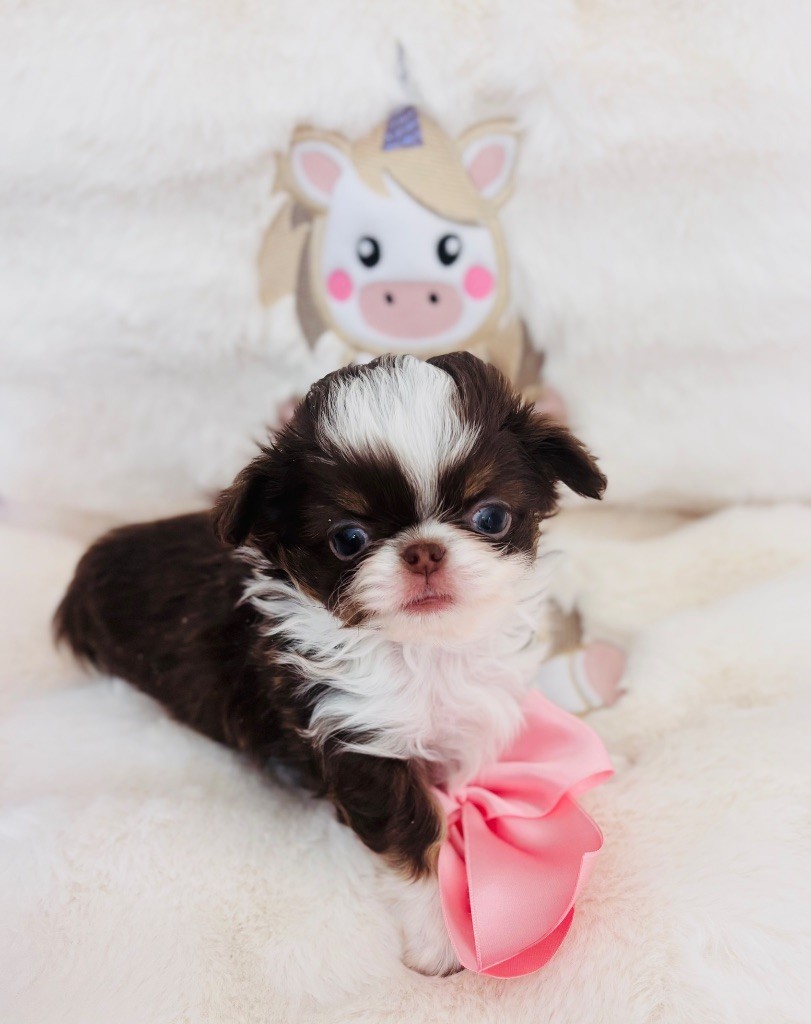 Chiot Chihuahua Of Aphrodite Childs