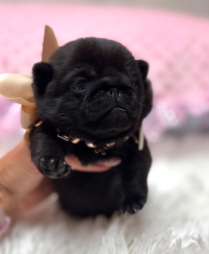 Of Aphrodite Childs - Chiots disponibles - Carlin