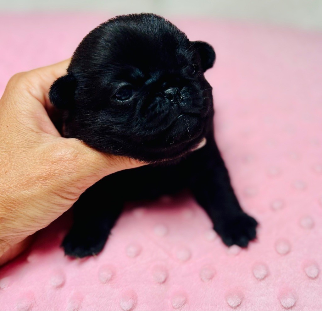 Of Aphrodite Childs - Chiots disponibles - Carlin