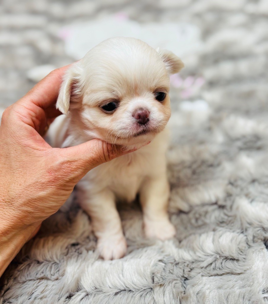 Of Aphrodite Childs - Chiots disponibles - Chihuahua