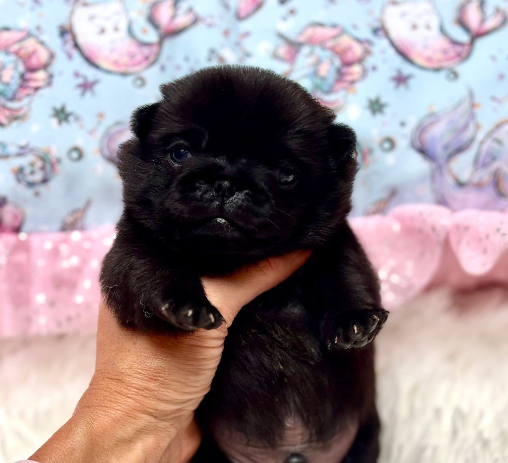 Of Aphrodite Childs - Chiots disponibles - Carlin